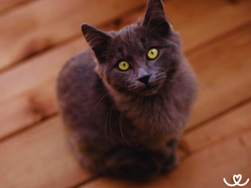 Nebelung (6)